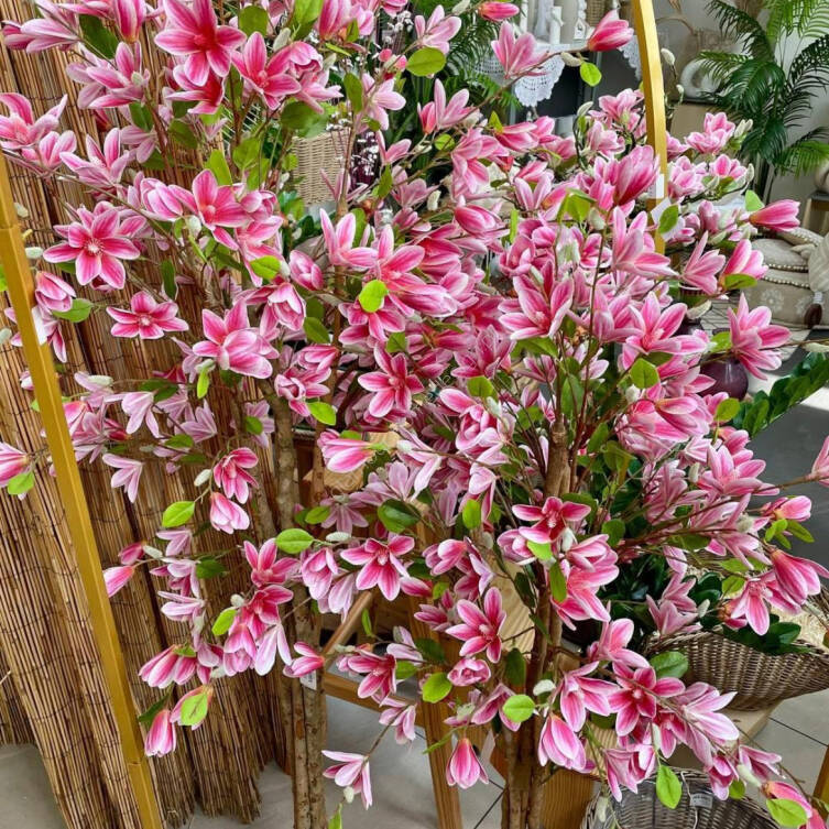 Drzewo magnolia w donicy 150  cm 