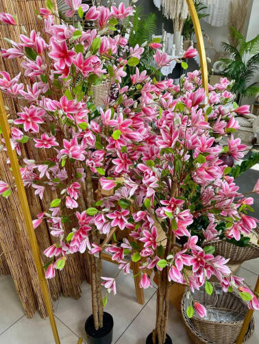 Drzewo magnolia w donicy 150  cm 