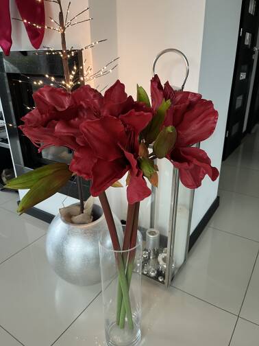 Kwiat Amarylisa czerwony 106 cm