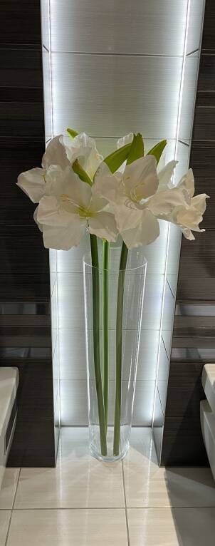 Kwiat Amarylisa biały