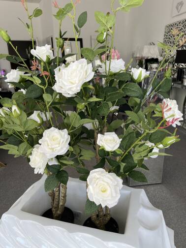 Drzewo różane w donicy Róża biała 